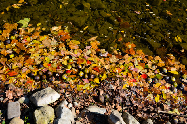 Leaves & walnuts