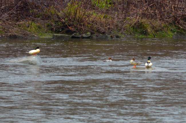 Mergansers