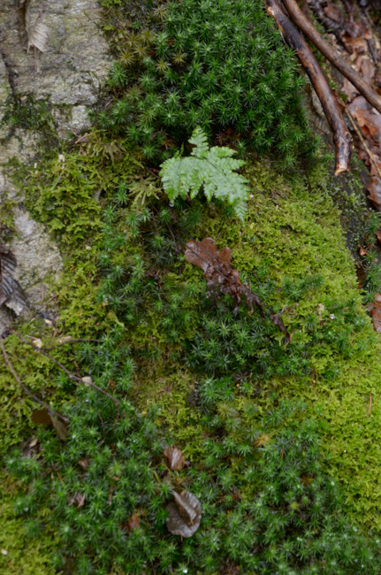 Mosses and ferns