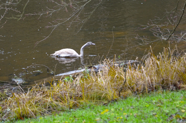 Cygnet