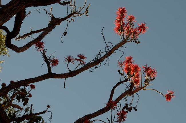 Coral Tree