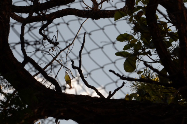 Yellow-breasted chat
