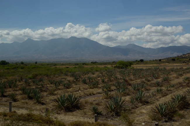 Agave Plantation