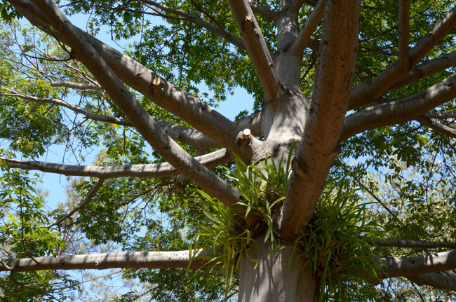 Kapok Tree