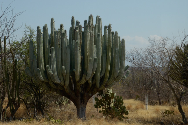 Candelabra Cactus