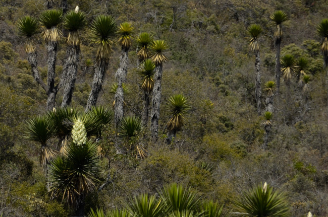 Yucca flowers