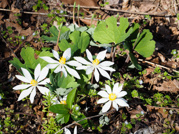 Bloodroot