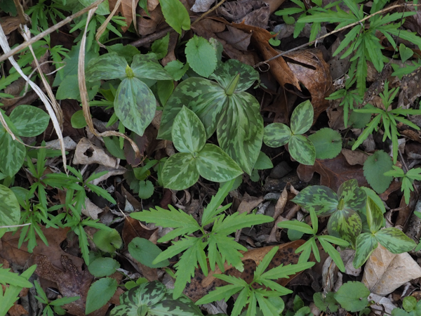 Sessile Trillium