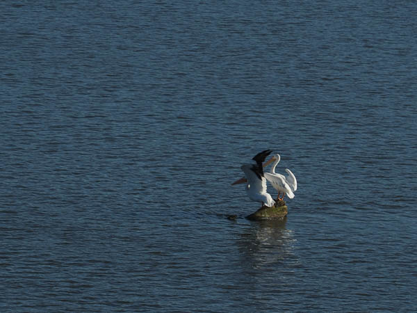 Pelicans