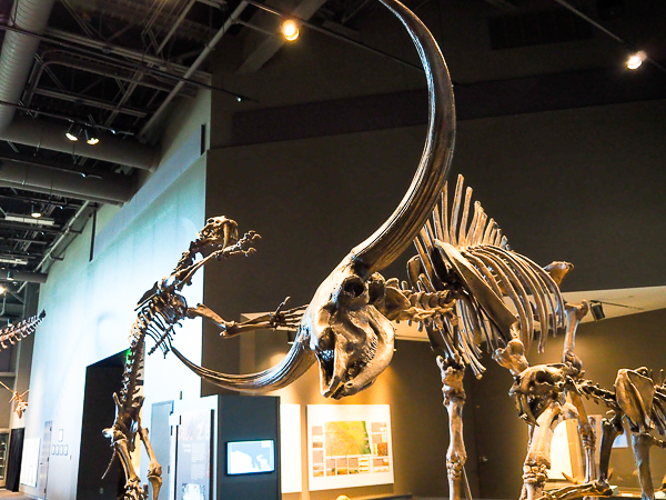 Giant bison