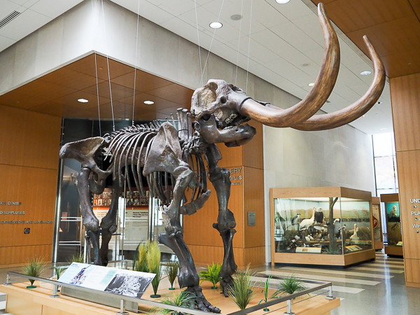 Mastodon