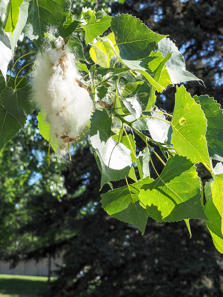 Cottonwood cotton