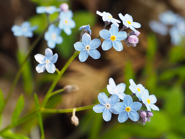 Forget-me-not