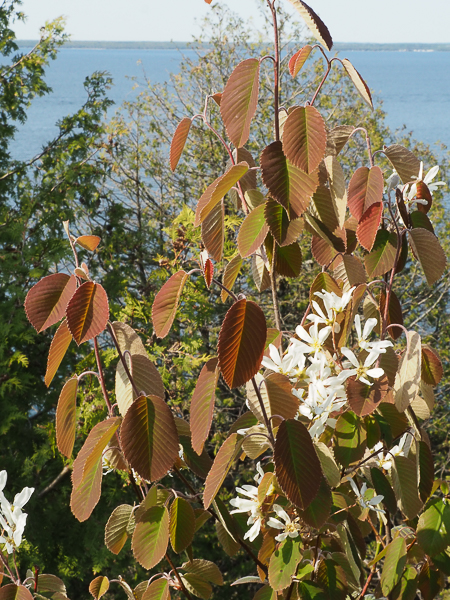 Serviceberry