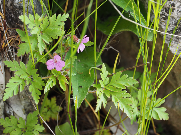 Wild Geranium