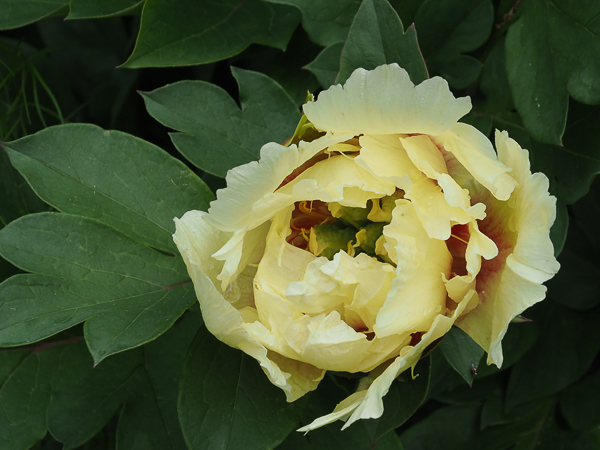 Yellow peony