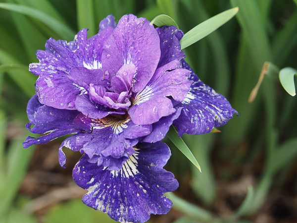 Double siberian iris