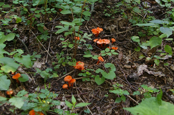 Mushrooms