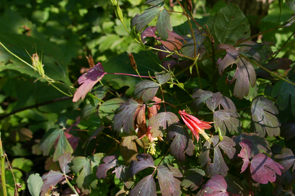 Columbine