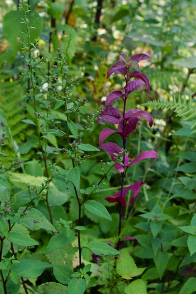 Purple stem