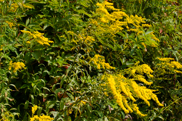 Goldenrod