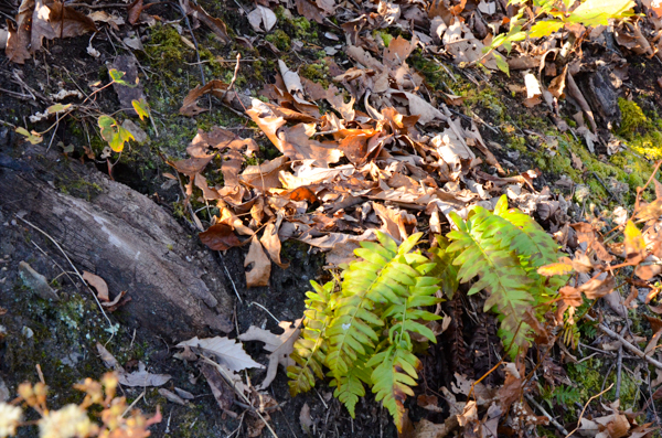 Ferns