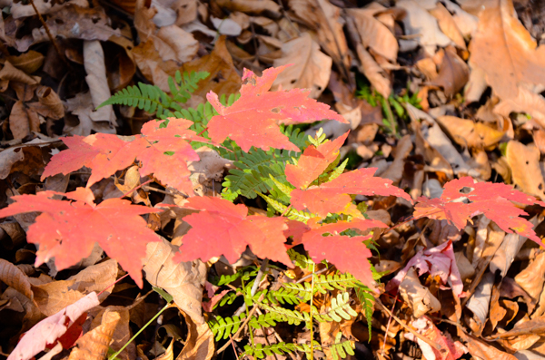 Maple Leaves