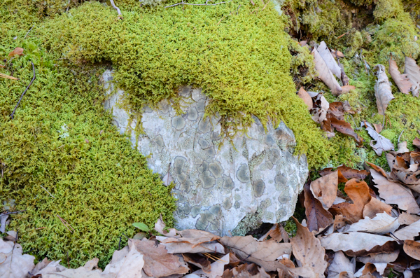 Mossy stone