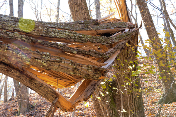 Downed tree