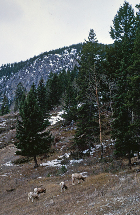 Bighorn sheep