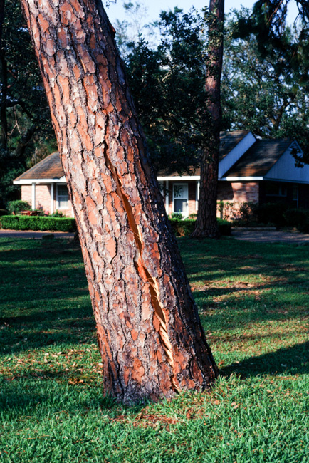 Split trunk