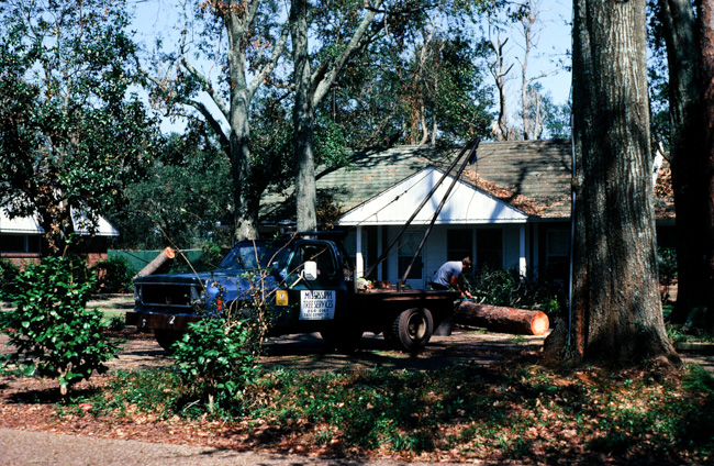 More tree removal