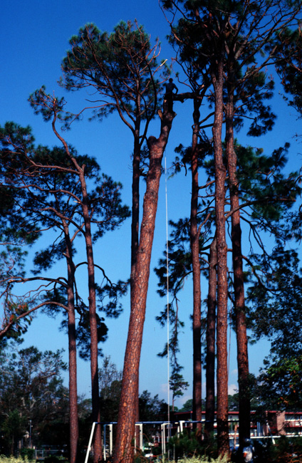 Tree topping
