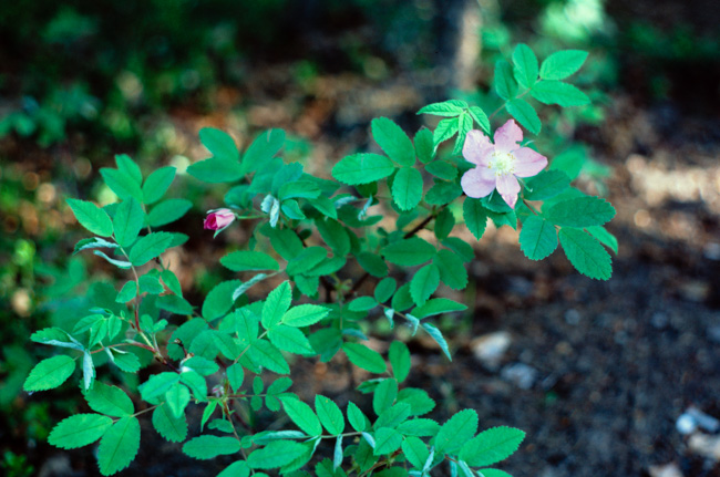 Prickly Rose - Fairbanks