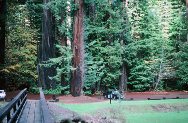 Redwood Grove