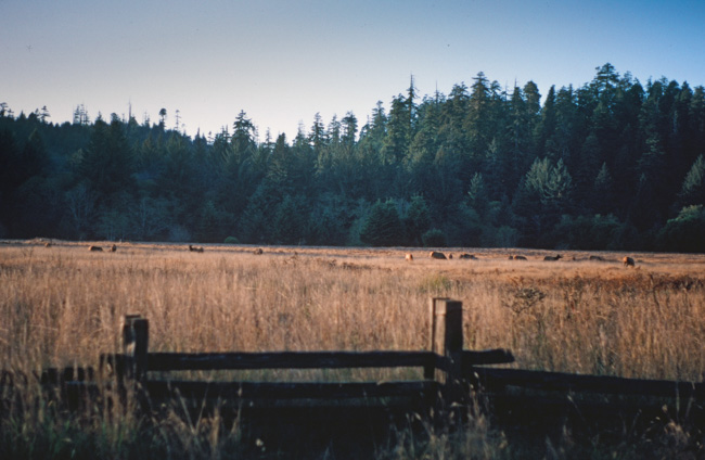 Roosevelt Elk