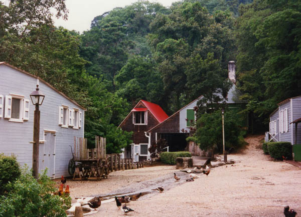 Coffee Plantation