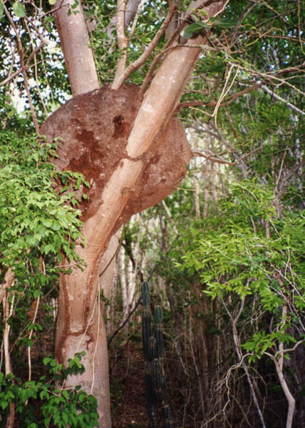 Ant nest