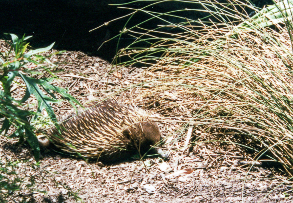 Echidna