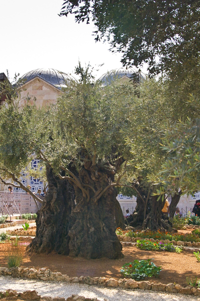 Gethsemane