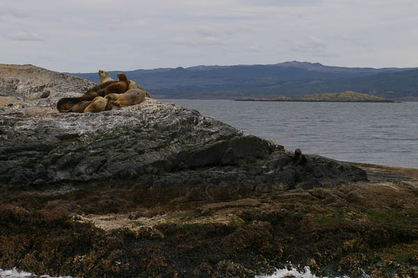 Sea lions and cormorants