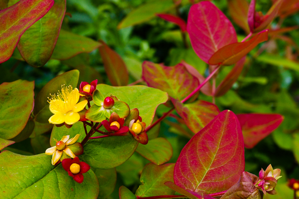 Hypericum androsaemum (Tutsan)