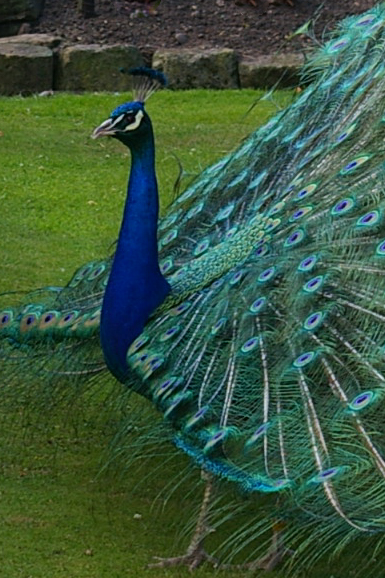 Peacock