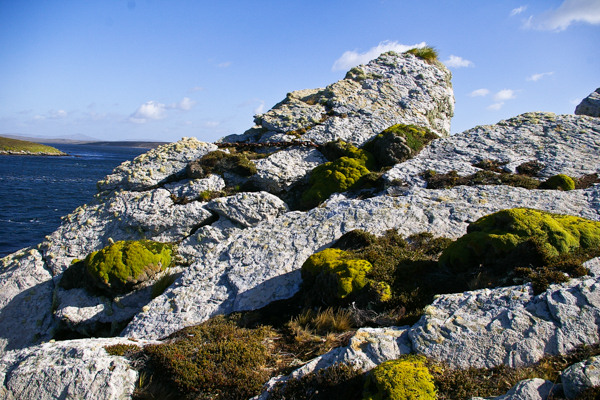 Balsam bog