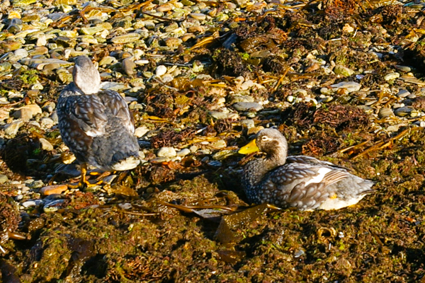 Steamer ducks