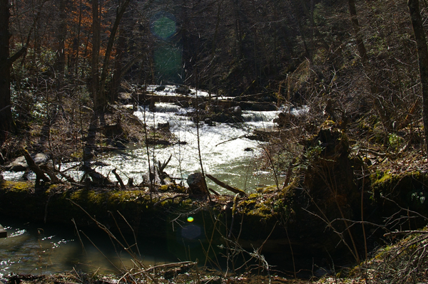 Dead hemlocks