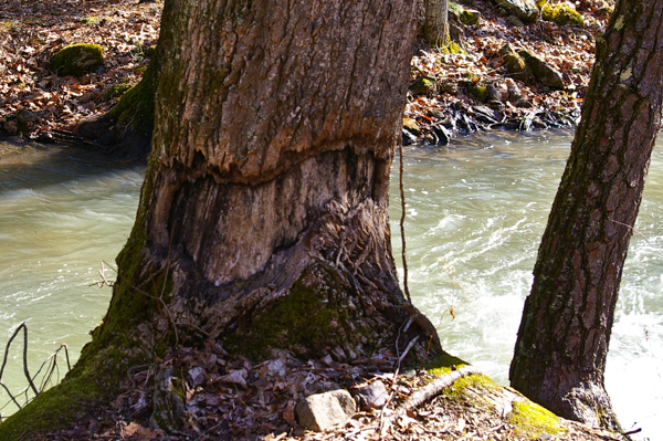Beaver damage