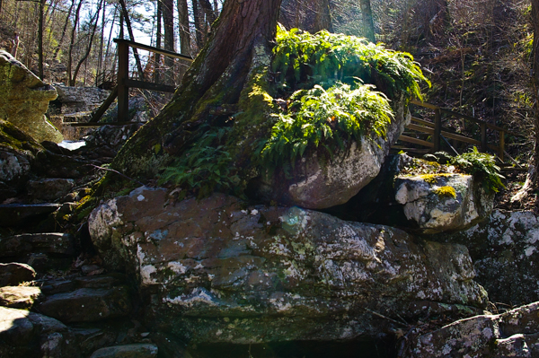 Crown of ferns