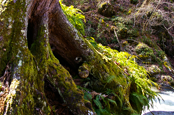 Tree roots