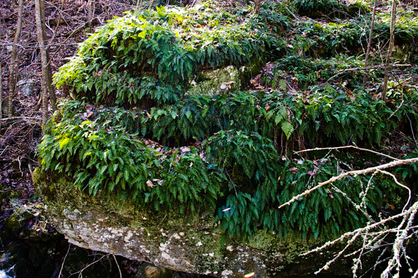 Ferns
